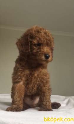 RED TOY POODLE 1