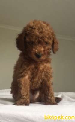 RED TOY POODLE 4
