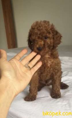 RED TOY POODLE 3