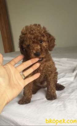 RED TOY POODLE 2