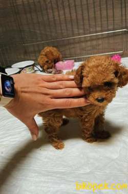 RED TOY POODLE 1