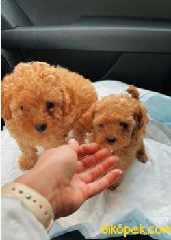 RED TOY POODLE 5