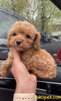 RED TOY POODLE 2