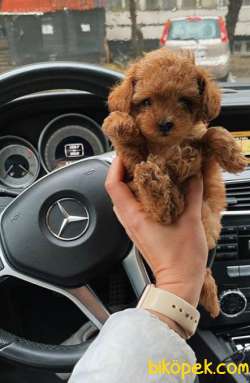 RED TOY POODLE 3