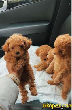 RED TOY POODLE 4