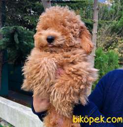RED TOY POODLE 3