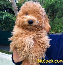 RED TOY POODLE 2
