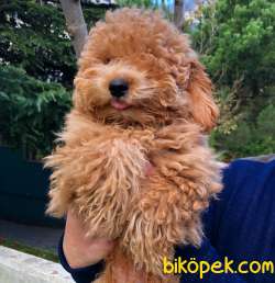 RED TOY POODLE 1