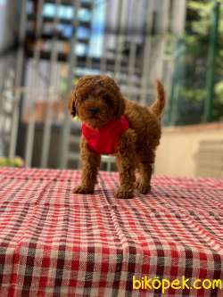 Red TOY POODLE 2