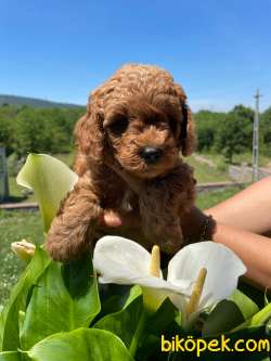 ERKEK TOY POODLE ANNE ALTINDAN 4