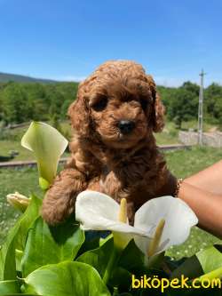 ERKEK TOY POODLE ANNE ALTINDAN 2