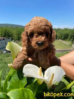 ERKEK TOY POODLE ANNE ALTINDAN 3