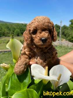 ERKEK TOY POODLE ANNE ALTINDAN 5