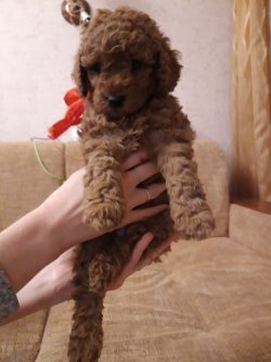 RED TOY POODLE BASIK BURUN MİNİYATÜR YAVRULAR 2