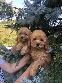 RED TOY POODLE BASIK BURUN MİNİYATÜR YAVRULAR 1