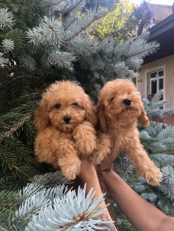 RED TOY POODLE BASIK BURUN MİNİYATÜR YAVRULAR 3