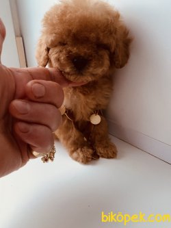 RED TOY POODLE BASIK BURUN MİNİYATÜR YAVRULAR 1