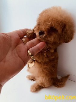 RED TOY POODLE BASIK BURUN MİNİYATÜR YAVRULAR 2