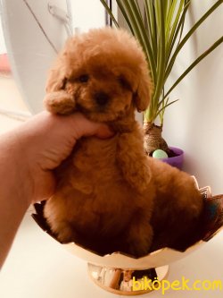 RED TOY POODLE BASIK BURUN MİNİYATÜR YAVRULAR 3