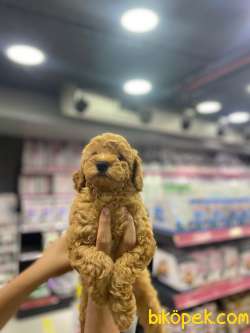 Red Toy Poodle Bebeklerimiz 3