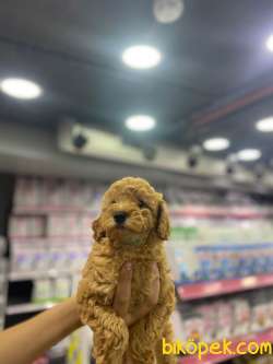 Red Toy Poodle Bebeklerimiz 2