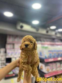 Red Toy Poodle Bebeklerimiz 1