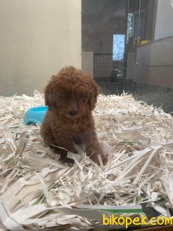 Red Toy Poodle Bebeklerimiz Orjinal Rusya Ve Ukraynadan 1