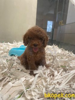 Red Toy Poodle Bebeklerimiz Orjinal Rusya Ve Ukraynadan 4