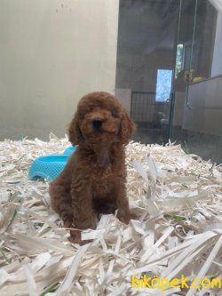 Red Toy Poodle Bebeklerimiz Orjinal Rusya Ve Ukraynadan 2