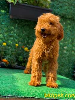 RED TOY  POODLE BONİ 3