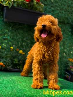 RED TOY  POODLE BONİ 2