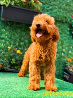 RED TOY  POODLE BONİ 1