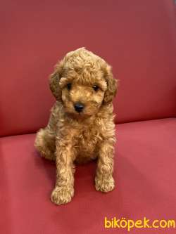 Red Toy Poodle 3