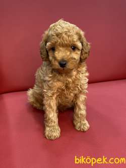 Red Toy Poodle 2
