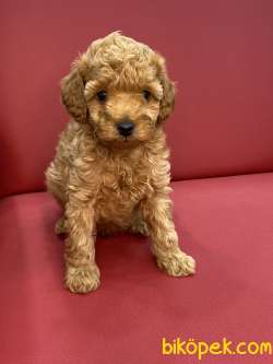 Red Toy Poodle 1