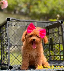 Red Toy Poodle Dişi Yavrumuz 2