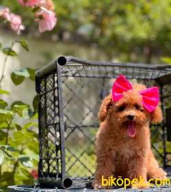 Red Toy Poodle Dişi Yavrumuz 1