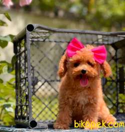 Red Toy Poodle Dişi Yavrumuz 3