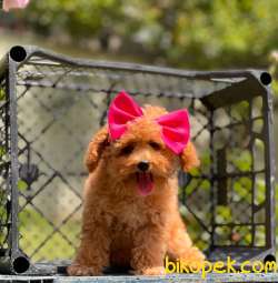 Red Toy Poodle Dişi Yavrumuz 4
