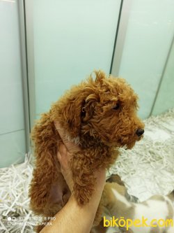 Red Toy Poodle Erkek Yavru 2