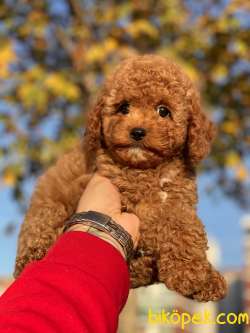 RED TOY POODLE MAX 4