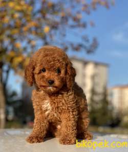 RED TOY POODLE MAX 5
