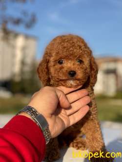 RED TOY POODLE MAX 2