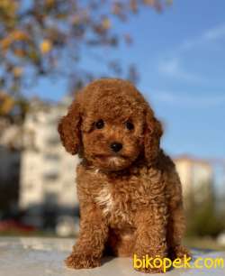 RED TOY POODLE MAX 3