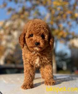 RED TOY POODLE MAX 1