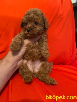 Red Toy Poodle Mini Boy Yavrular 2