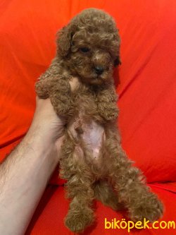 Red Toy Poodle Mini Boy Yavrular 4