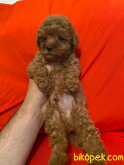 Red Toy Poodle Mini Boy Yavrular 3