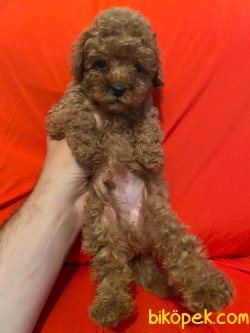 Red Toy Poodle Mini Boy Yavrular 1