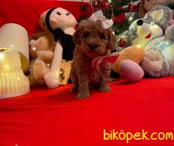 Red Toy Poodle Mini Boy Yavrular 2